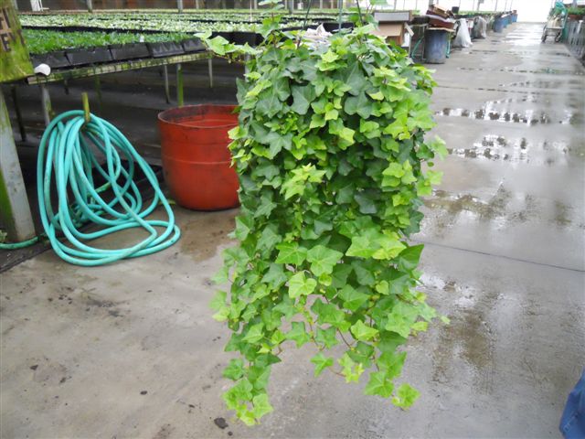 8" Green Ivy Hanger - Click Image to Close